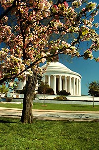 Spring in D.C.